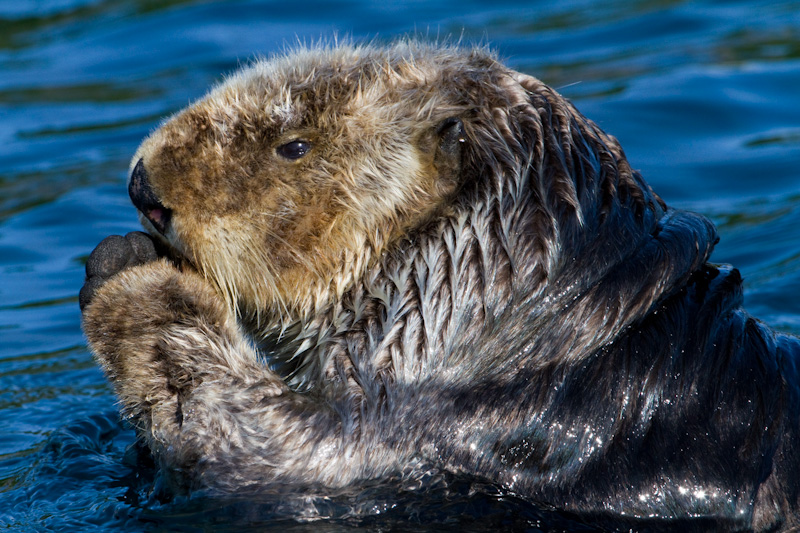 Sea Otter